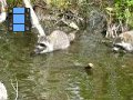 2010-03 lake okeechobee fl racoon